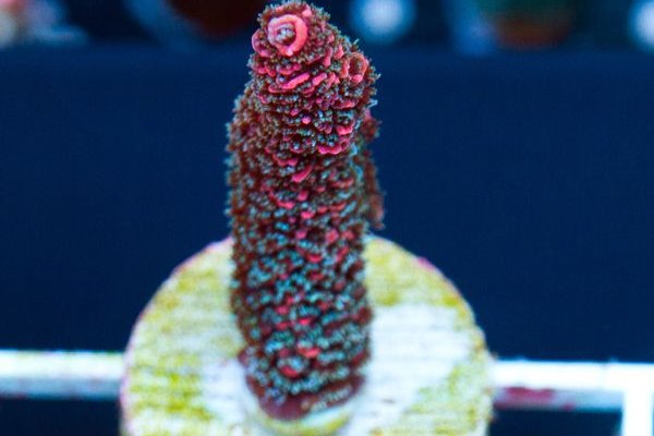 Кракен вход