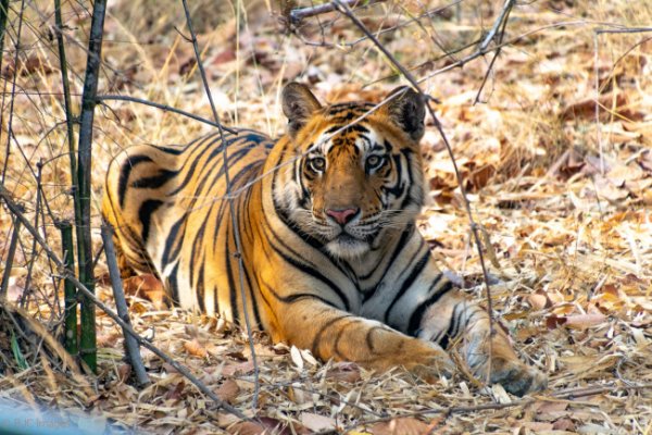 Кракен зеркало onion